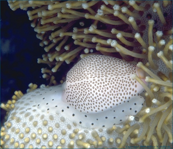 Warted Egg Cowry on Mushroom Leather Coral [92K]