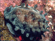 Mole Cowry [116K]