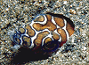 snake eel #2 (#56A, added 12 Jan '98)