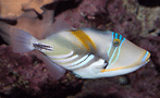Picasso triggerfish [108K]