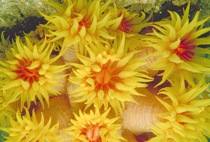 tubastrea coral polyps [136K]