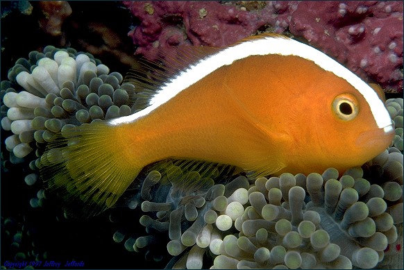 Orange Anemonefish in profile