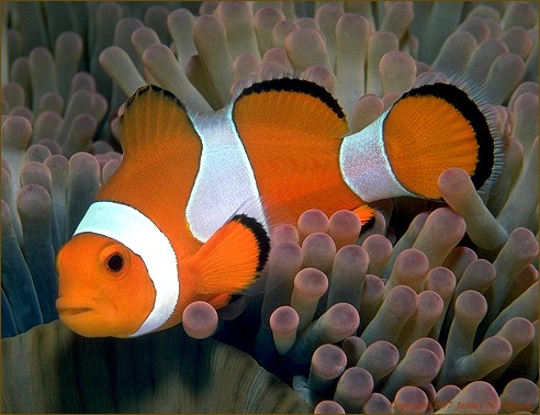 anemonefish with host anemone (#22A)