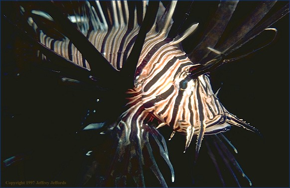 Black Lionfish (#78, added 2 May '98, 56K)