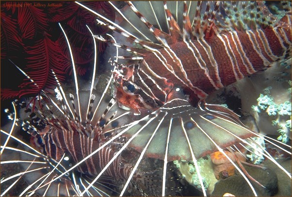 pair of lionfish (#79, added 7 May '98, 106K]