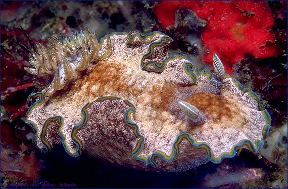 nudibranch Glossodoris cincta (frame #35)  added 20 Nov '97  [95K]