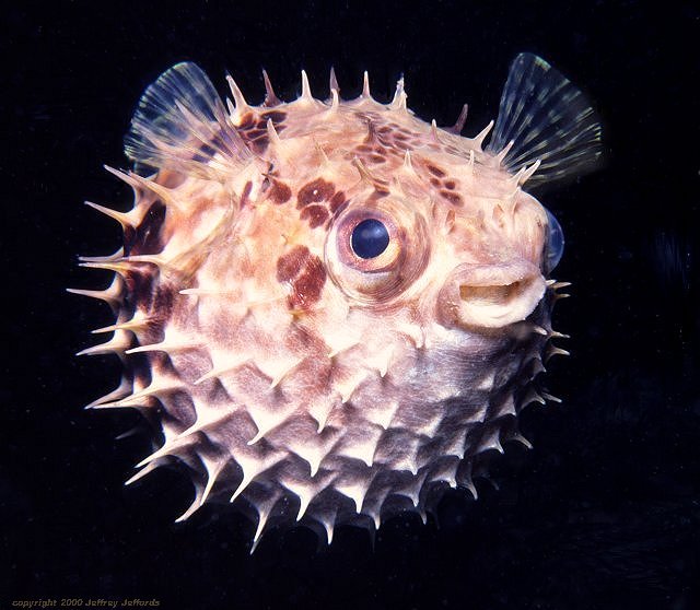 Rounded porcupinefish, full view [63k]