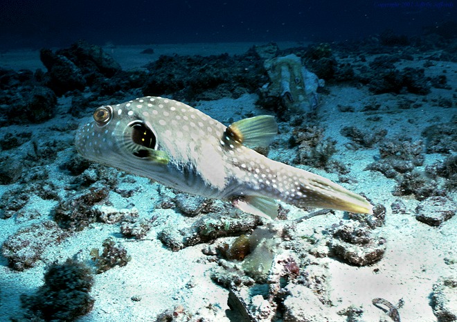white-spotted pufferfish [130K]