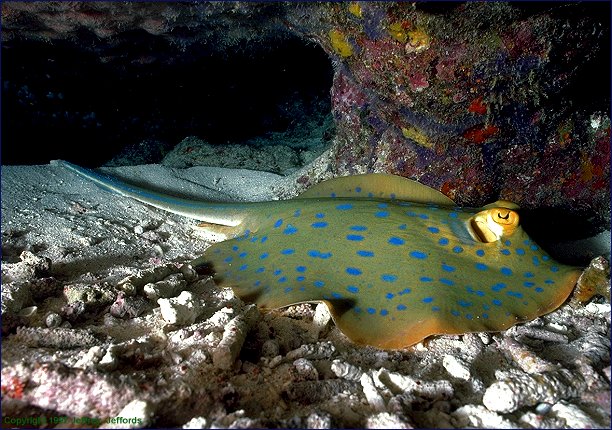 blue spotted ray (#46A, added 7 Jan '98)