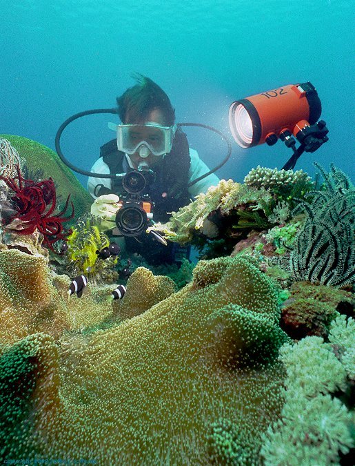 reef scene -- my friend Bob photographs anemonefish [