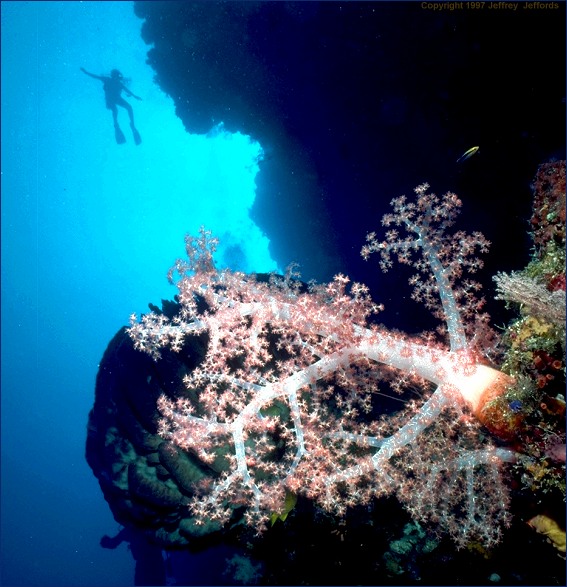 soft coral and diver (#72, 16 Apr '98, 99k)