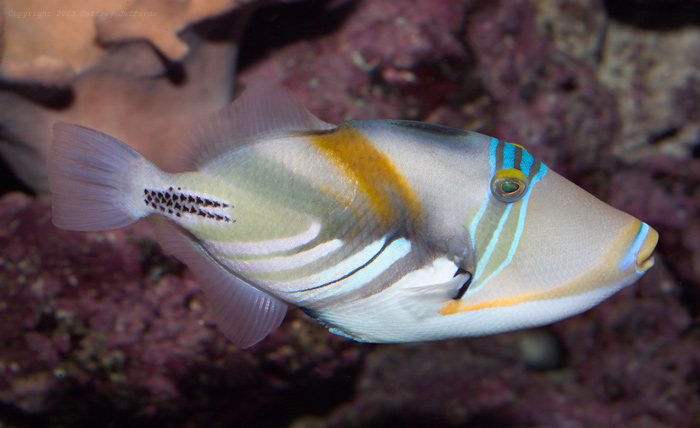 Picasso triggerfish [109K]