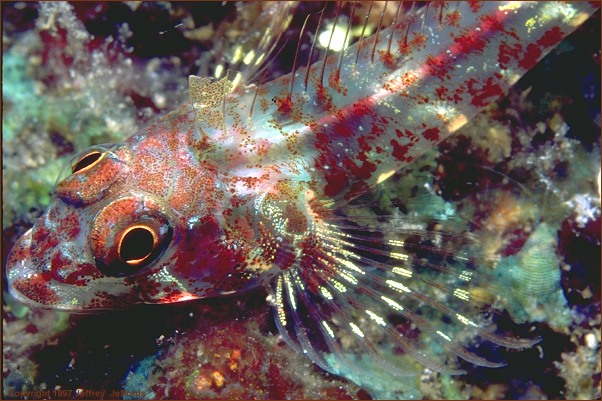 triplefin, up close! (#87, added 31 May '98, 90K)