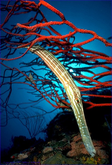 trumpetfish with red whip coral (#77, added 30 Apr '98, 86K)