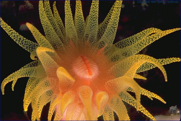 single tubastrea coral polyp (#92, added 31 May '98, 88K)